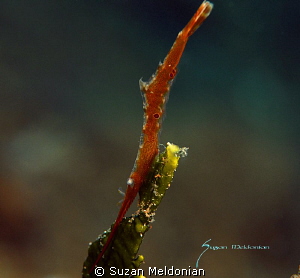 Le sole Arrow Shrimp. by Suzan Meldonian 